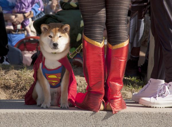 Súper dog