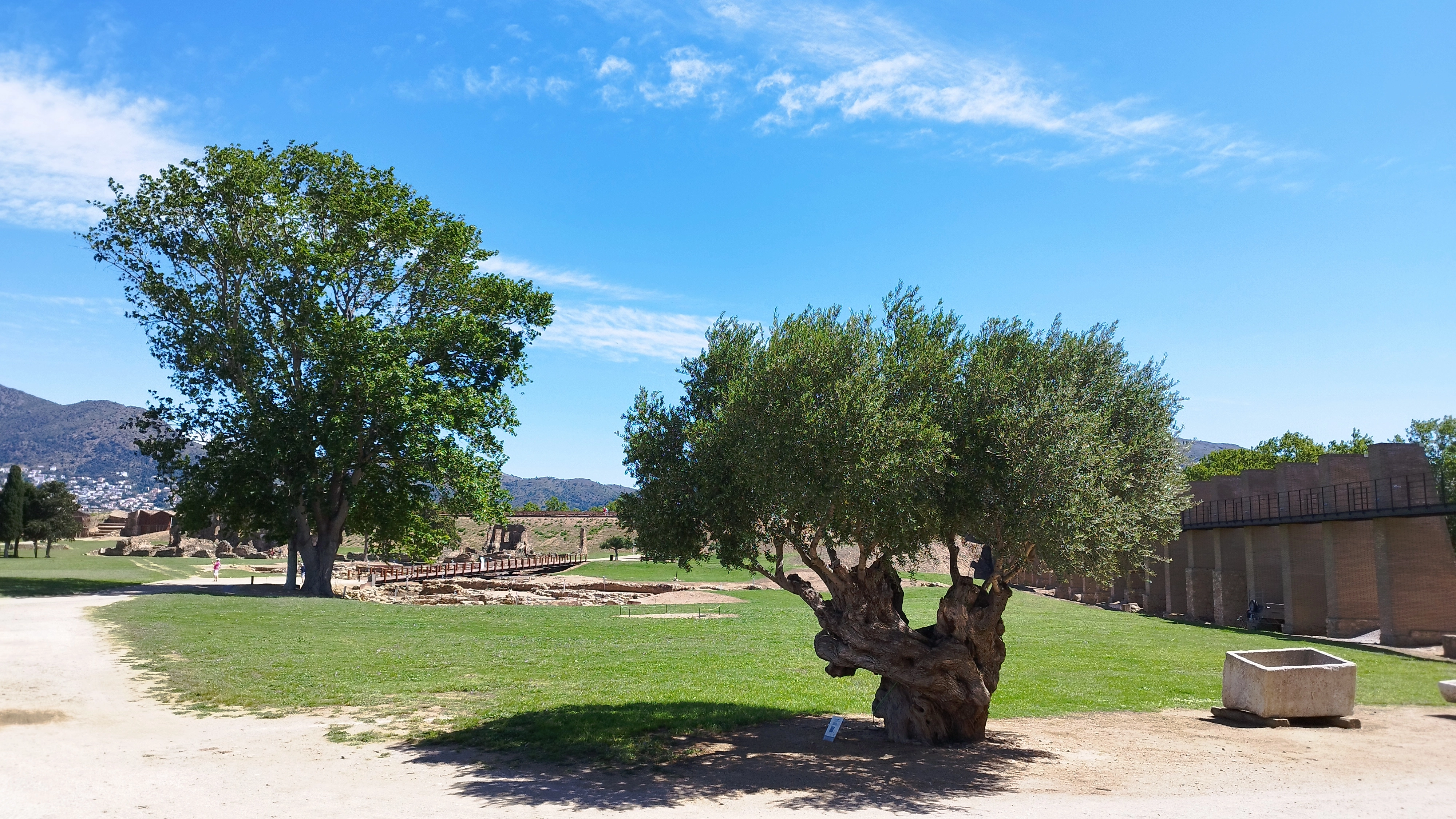 Olivera | © Educart